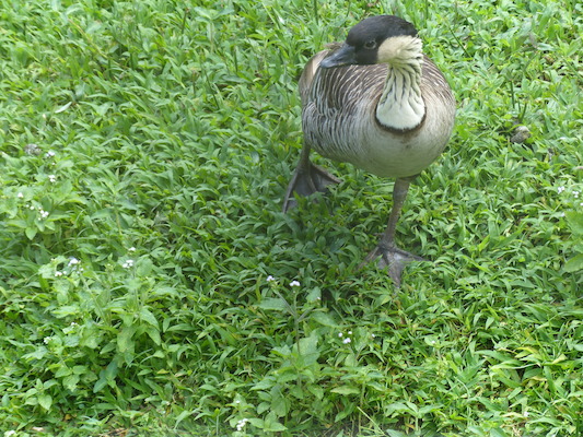 P1060633 (02-20-2017 10:44)