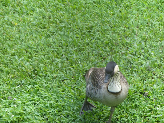 P1060634 (02-20-2017 10:44)