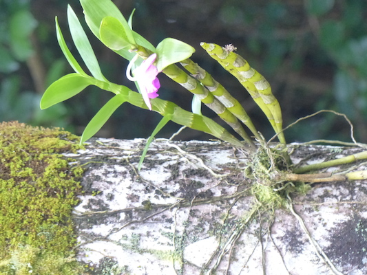 P1060636 (02-20-2017 11:22)