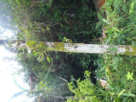 P1060638 (02-20-2017 11:22)