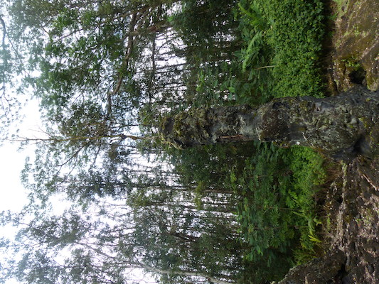 P1060642 (02-20-2017 13:12)