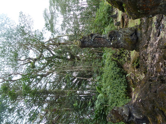 P1060643 (02-20-2017 13:12)