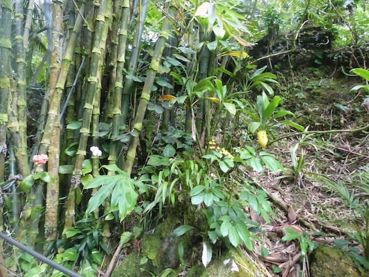 P1060654 (02-22-2017 11:28)