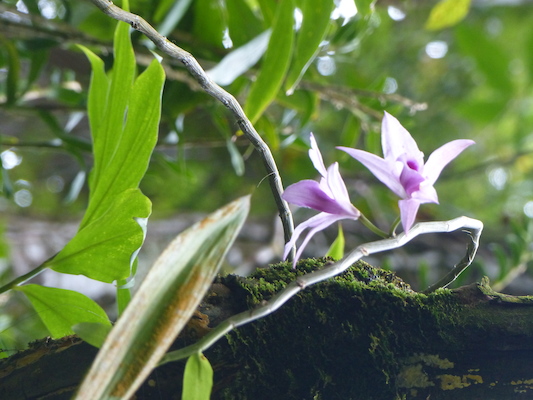 P1060655 (02-22-2017 11:30)