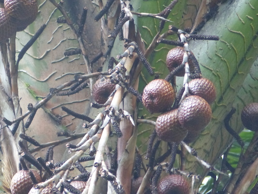 P1060660 (02-22-2017 11:31)