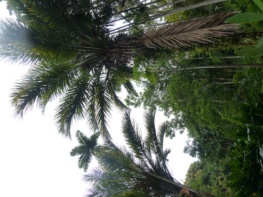 P1060661 (02-22-2017 11:31)