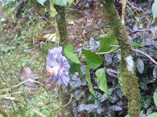 P1060662 (02-22-2017 11:32)