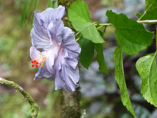 P1060663 (02-22-2017 11:32)