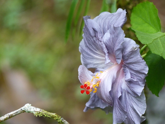 P1060664 (02-22-2017 11:32)