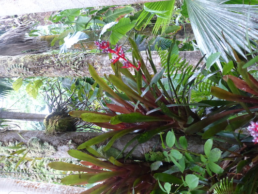 P1060666 (02-22-2017 11:33)