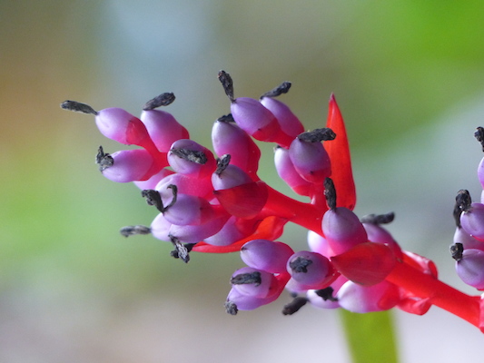 P1060667 (02-22-2017 11:33)