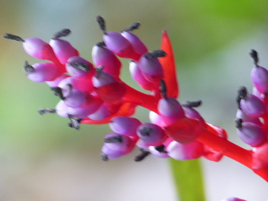 P1060668 (02-22-2017 11:34)