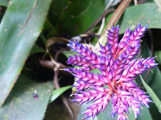 P1060669 (02-22-2017 11:34)