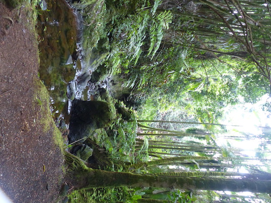 P1060674 (02-22-2017 11:36)