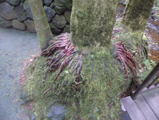 P1060676 (02-22-2017 11:37)