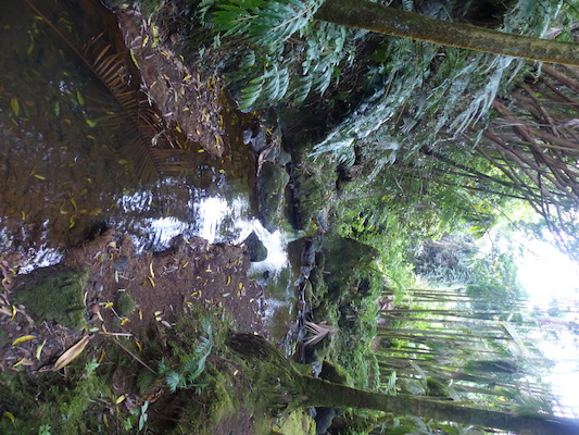 P1060677 (02-22-2017 11:37)