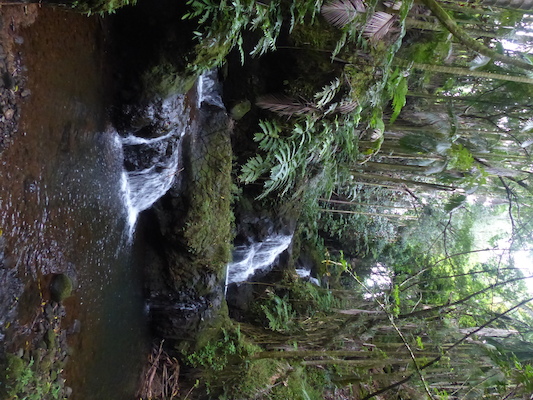 P1060678 (02-22-2017 11:37)