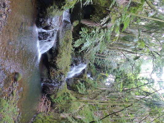 P1060680 (02-22-2017 11:38)