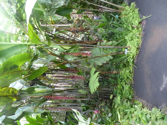 P1060685 (02-22-2017 11:40)