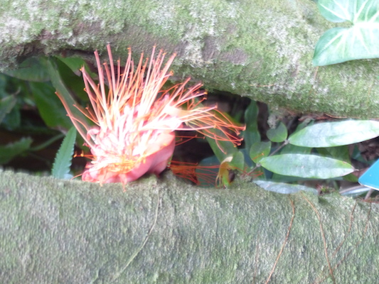 P1060712 (02-22-2017 12:09)