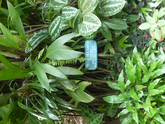 P1060713 (02-22-2017 12:10)