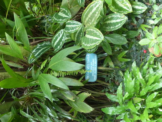 P1060714 (02-22-2017 12:10)