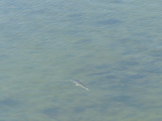 P1060742 (02-23-2017 09:14)