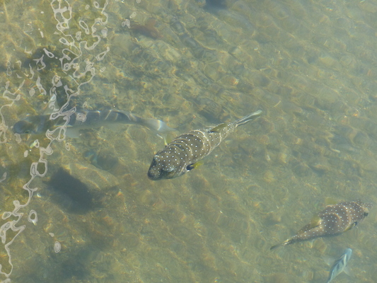 P1060743 (02-23-2017 09:16)