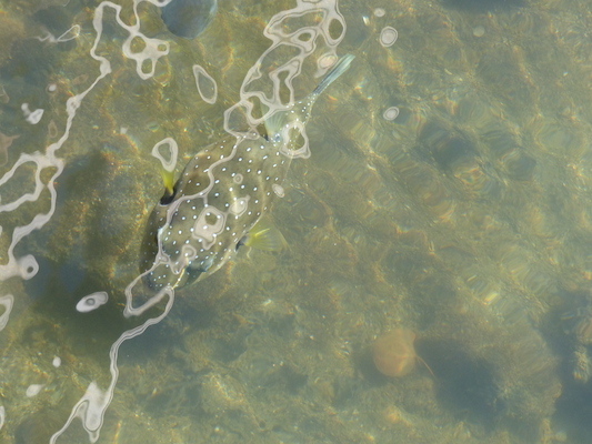 P1060744 (02-23-2017 09:16)