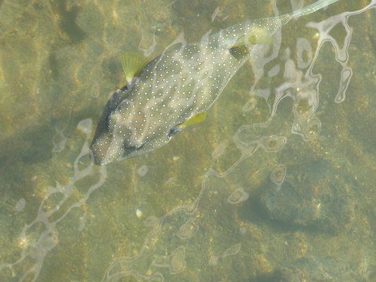 P1060745 (02-23-2017 09:16)