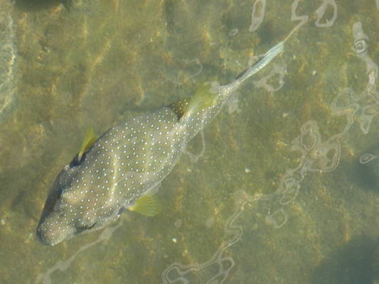 P1060746 (02-23-2017 09:17)