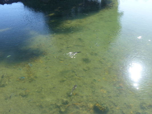 P1060747 (02-23-2017 09:17)