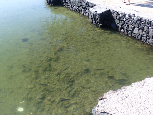 P1060748 (02-23-2017 09:17)