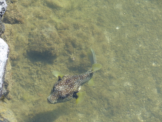 P1060750 (02-23-2017 09:18)