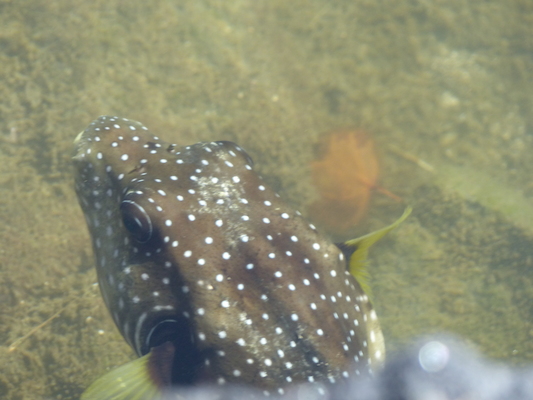 P1060751 (02-23-2017 09:18)