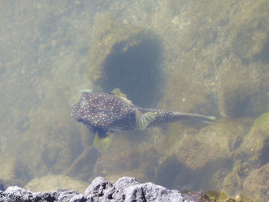 P1060752 (02-23-2017 09:18)