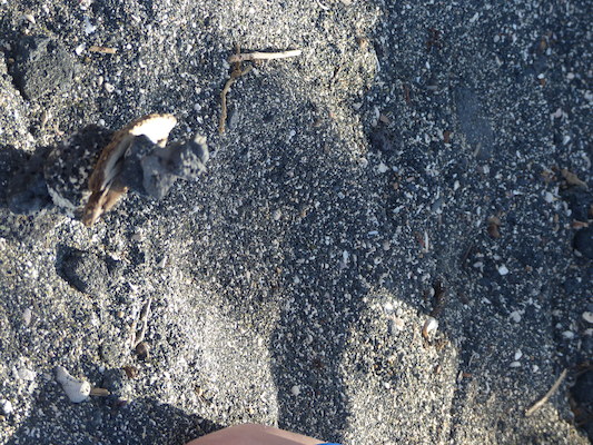 P1060756 (02-23-2017 09:34)