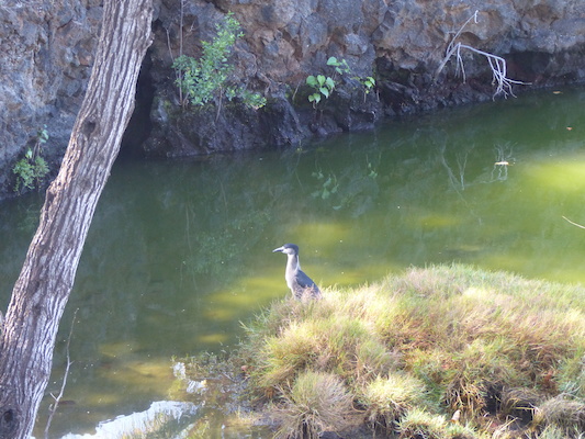 P1060763 (02-23-2017 09:46)