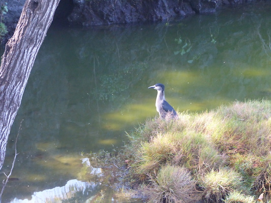 P1060764 (02-23-2017 09:46)