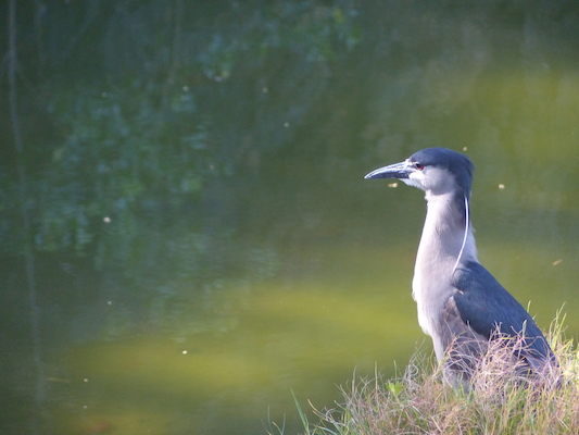 P1060765 (02-23-2017 09:46)