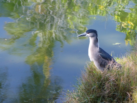 P1060766 (02-23-2017 09:46)