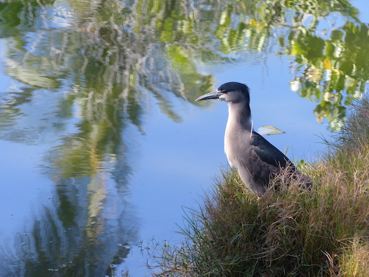 P1060768 (02-23-2017 09:47)