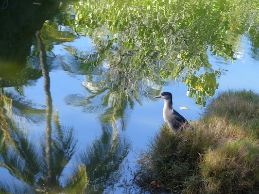 P1060769 (02-23-2017 09:47)