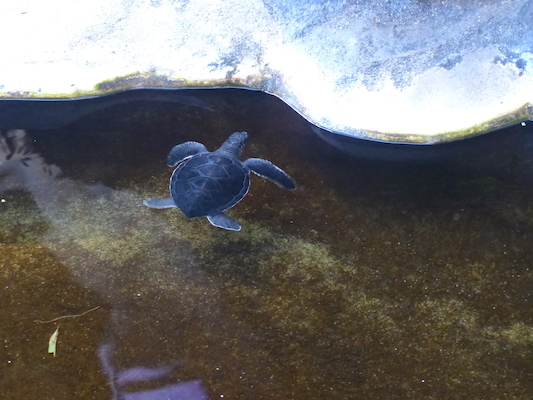 P1060770 (02-23-2017 10:10)