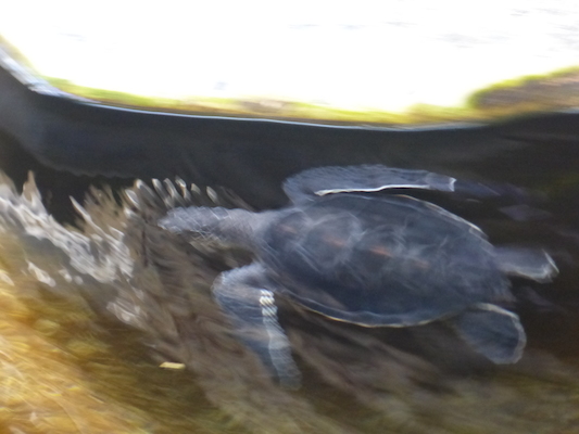 P1060771 (02-23-2017 10:10)