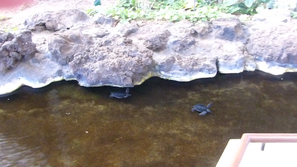 P1060773 (02-23-2017 10:11)