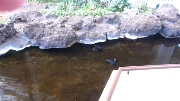 P1060774 (02-23-2017 10:11)