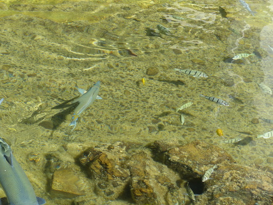 P1060775 (02-23-2017 10:31)