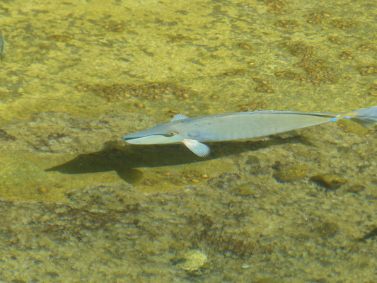 P1060776 (02-23-2017 10:31)