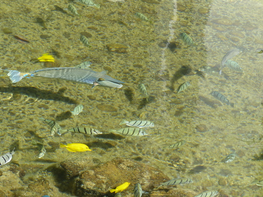 P1060777 (02-23-2017 10:31)